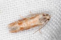 Rhyacionia buoliana