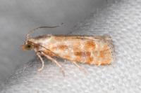 Rhyacionia buoliana