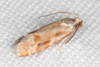 Rhyacionia buoliana