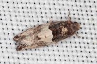 Gypsonoma aceriana