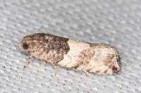 Gypsonoma aceriana