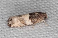 Gypsonoma aceriana