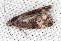 Endothenia