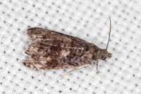 Endothenia