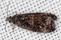 Endothenia
