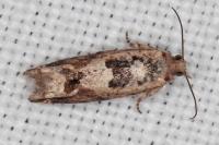 Crocidosema plebejana