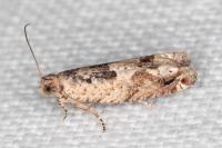 Crocidosema plebejana