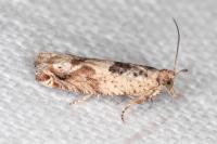Crocidosema plebejana