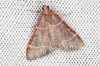 Hypsopygia glaucinalis