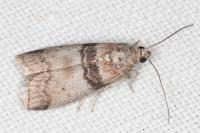 Sciota rhenella