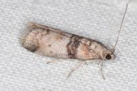 Sciota rhenella