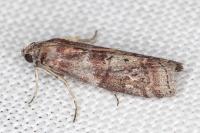 Phycita roborella