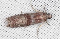 Phycita roborella