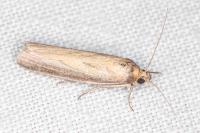 Oncocera semirubella