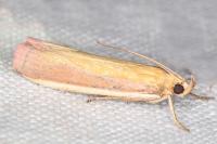 Oncocera semirubella
