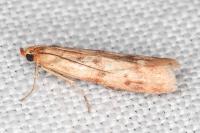 Homoeosoma sinuella