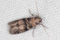 Euzophera pinguis