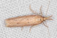 Ematheudes punctella
