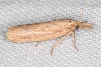 Ematheudes punctella