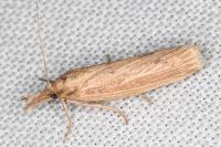 Ematheudes punctella