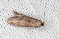 Eccopisa effractella
