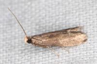 Eccopisa effractella