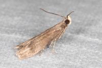 Eccopisa effractella