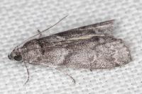Apomyelois ceratoniae