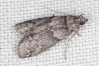 Apomyelois ceratoniae
