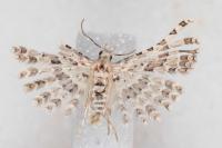 Alucita palodactyla