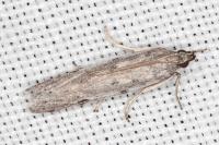Phycitodes binaevella