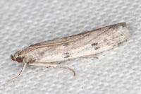 Phycitodes binaevella