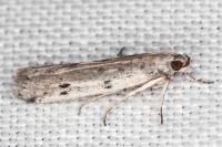 Phycitodes binaevella