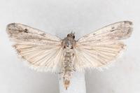 Phycitodes binaevella