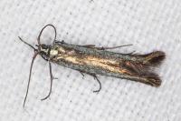 Coleophora alcyonipennella