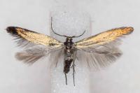 Coleophora alcyonipennella