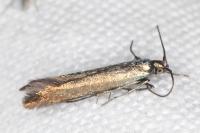 Coleophora alcyonipennella