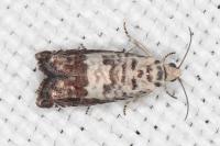 Cydia ilipulana