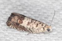 Cydia ilipulana
