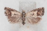 Cydia ilipulana