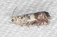 Cydia ilipulana