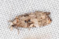 Phtheochroa ecballiella