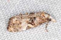 Phtheochroa ecballiella
