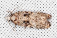 Phtheochroa ecballiella