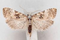 Phtheochroa ecballiella