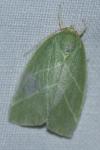 Bena bicolorana