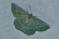 Chlorissa viridata