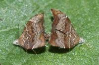 Choreutis nemorana