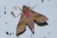 Deilephila porcellus