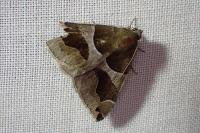 Dysgonia algira